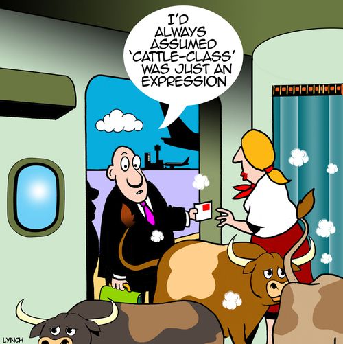 "I'd always assumed 'cattle-class' was just an expression."