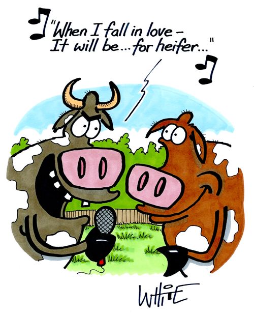 "When I fall in love  – It will be.... for heifer..."