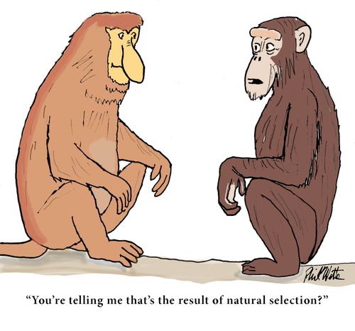 "You're telling me that's the result of natural selection?"
