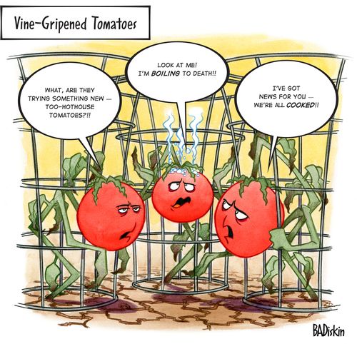 Vine-Gripend Tomatoes