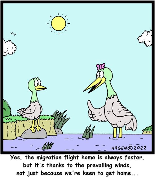 "Yes, the migration flight home is always faster, but it's thanks to the prevailing winds, not just because we're keen to get home..."