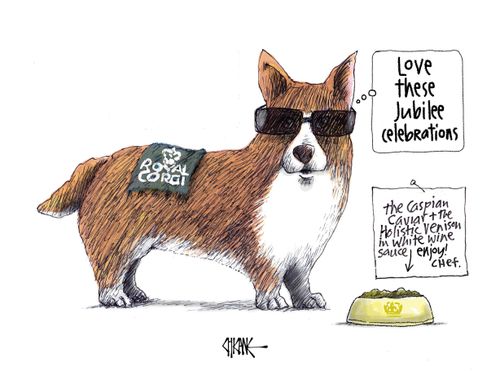 Royal Corgi