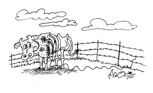 Cow caught on barbed wire.
