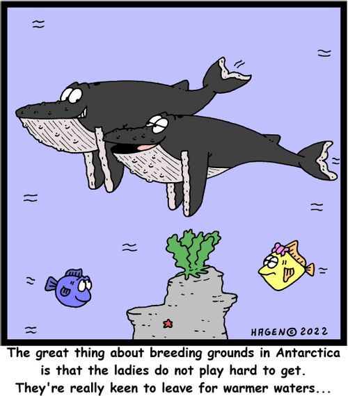 "The great thing about breeding grounds in Antarctica is that the ladies do not play hard to get. They're really keen to leave for warmer waters..."