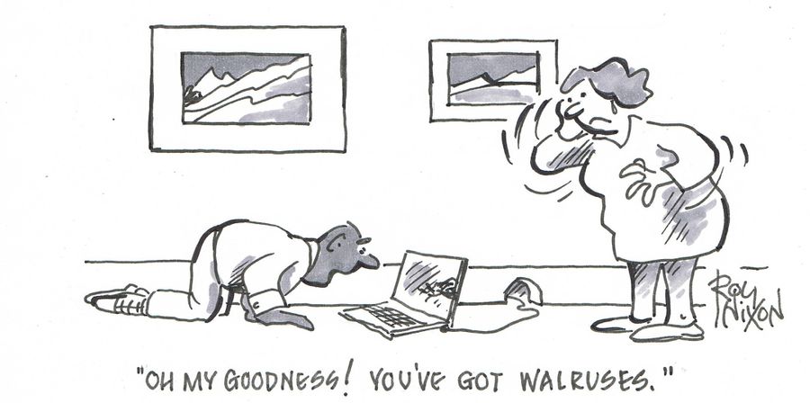"Oh my goodness! You've got walruses."