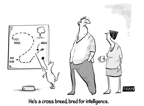 "He's a cross breed, bred for intelligence."