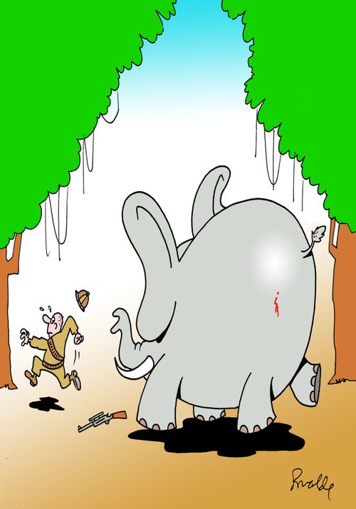 An injured elephant chases a hunter