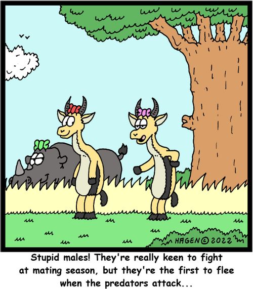 "Stupid males! They're really keen to fight at mating season, but they're the first to flee when the predators attack..."