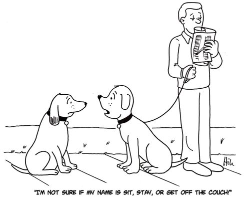 "I'm not sure if my name is sit, stay, or get off the couch!"