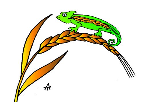 Corn Lizard