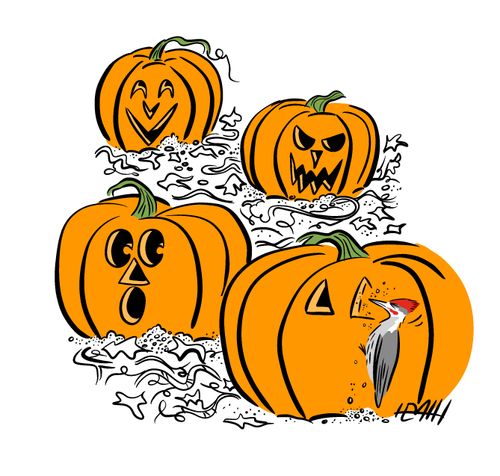 Woodpecker carving pumpkins