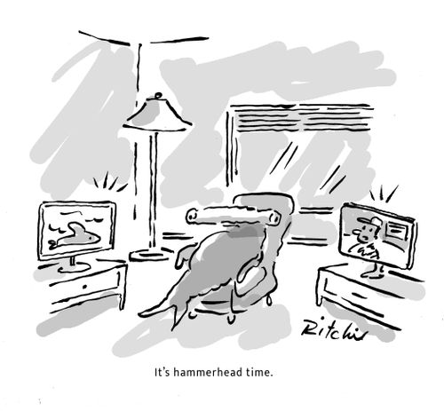 It's hammerhead time