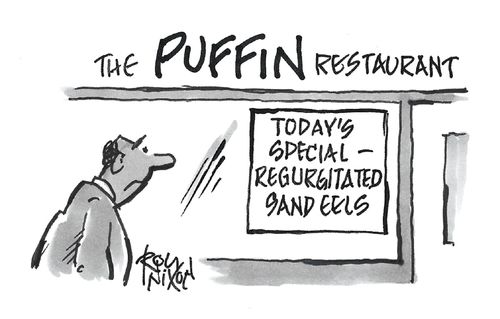 The Puffin Restaurant: Today's special - regurgitated sand eels