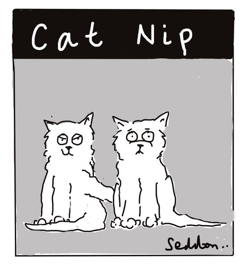 "Cat nip"