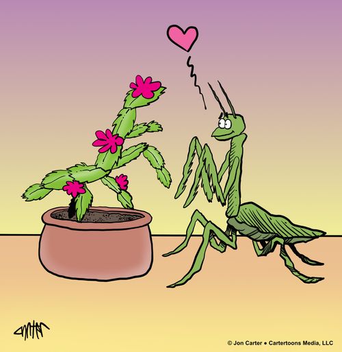 Mantis Love