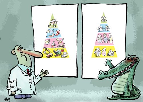 Crocodile Food Pyramid