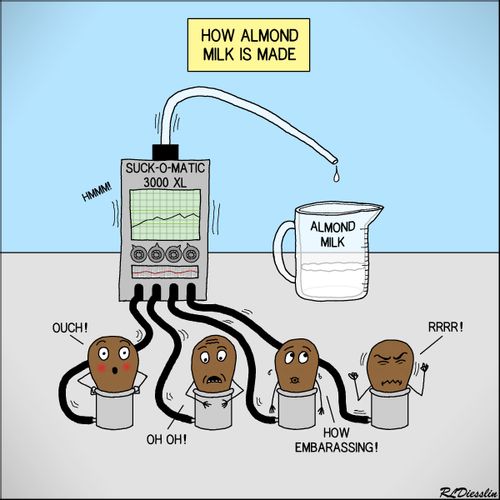 "How almond milk is made"