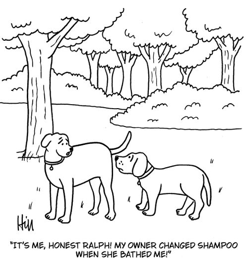 "It's me, honest Ralph! My owner changed shampoo when she bathed me!"