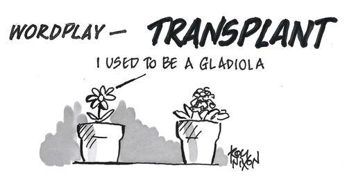 "Wordplay - transplant. I used to be a gladiola."
