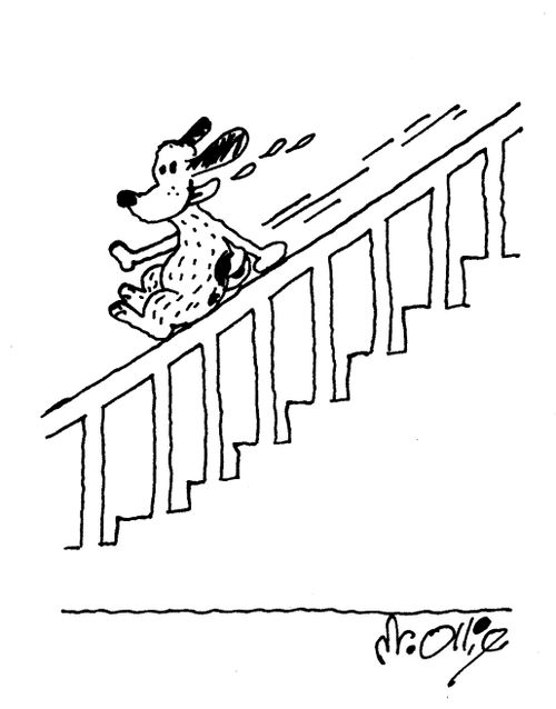 Dog slides down banister