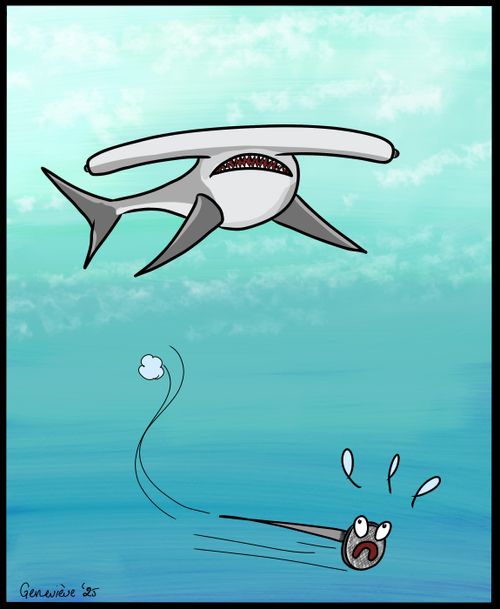 Hammerhead shark