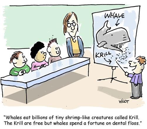 "Whales eat billions of tiny shrimp-like creatures called krill. The krill are free but whales spend a fortune on dental floss."