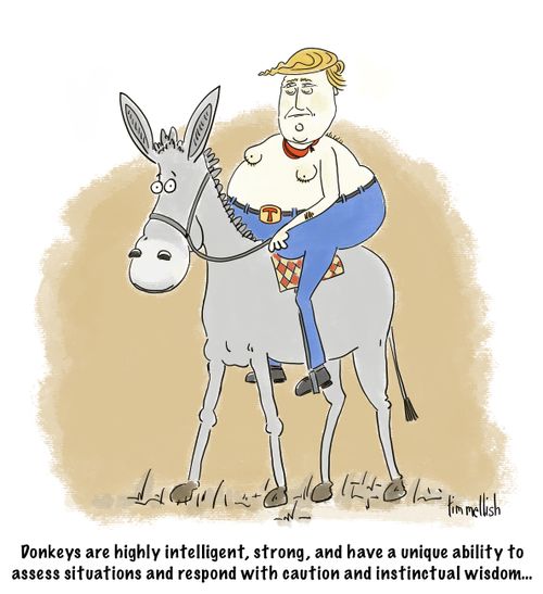 Donkeys are highly intelligent, strong, and have a unique ability to assess situations and respond with caution and instinctual wisdom...