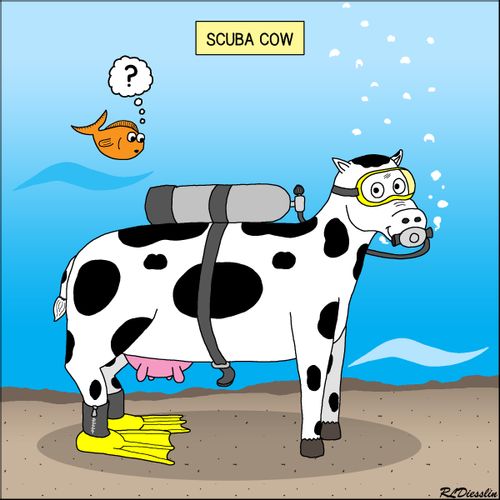 "Scuba cow"