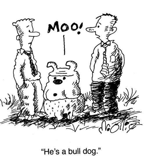 "He's a bull dog."