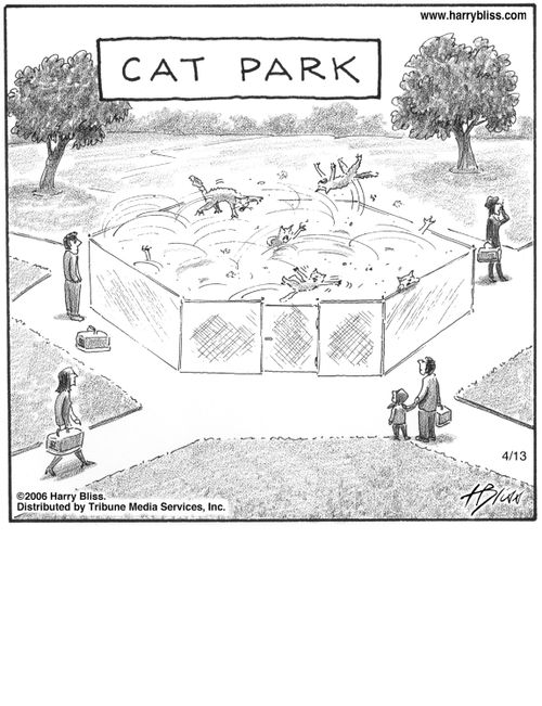"Cat park"