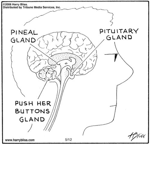 "Pineal gland. Pituitary gland. Push her buttons gland."