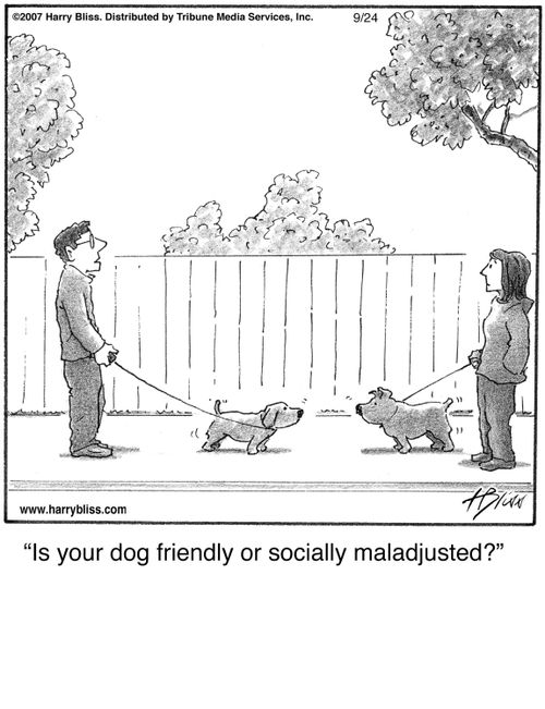 "Is your dog friendly or socially maladjusted?"