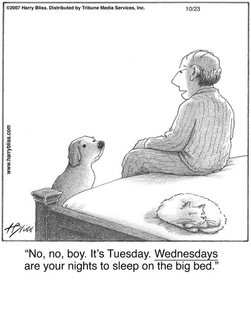 "No, no, boy. It's Tuesday. Wednesdays are your nights to sleep on the big bed."