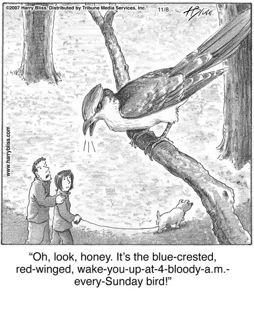 "Oh, look, honey. It's the blue-crested, red-winged, wake-you-up-at-4-bloody-a.m.-every-Sunday bird!"