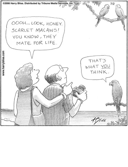 "Oooh... Look, honey. Scarlet macaws! You know, they mate for life."   "That's what you think."