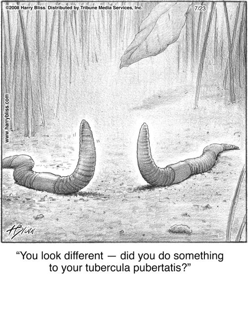 "You look different — did you do something to your tubercula pubertatis?"