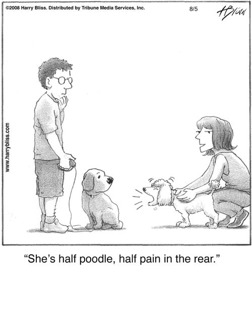 "She's half poodle, half pain in the rear."