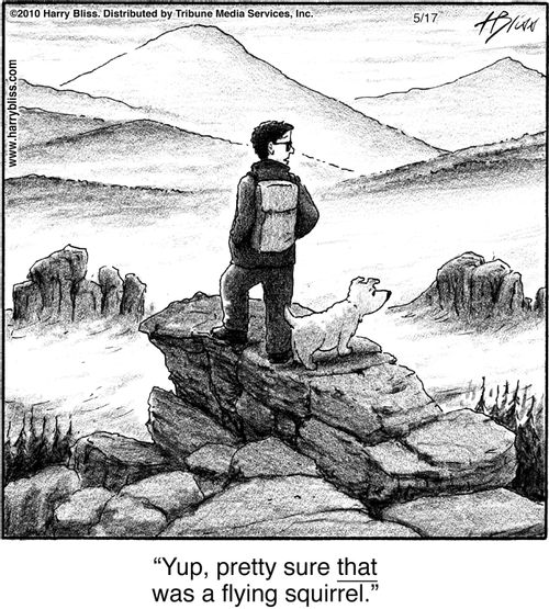 "Yup, pretty sure that was a flying squirrel."