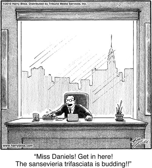 "Miss Daniels! Get in here! The sansevieria trifasciata is budding!!"