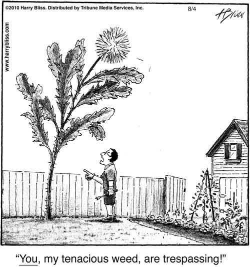 "You, my tenacious weed, are trespassing!"