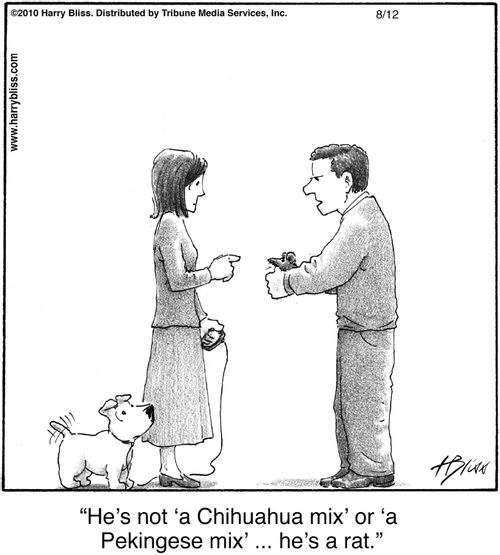 "He's not 'a Chihuahua mix' or 'a Pekingese mix' ... he's a rat."