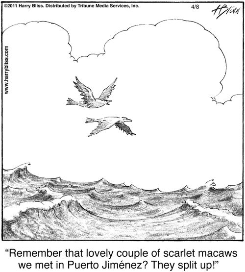 "Remember that lovely couple of scarlet macaws we met in Puerto Jiménez? They split up!"