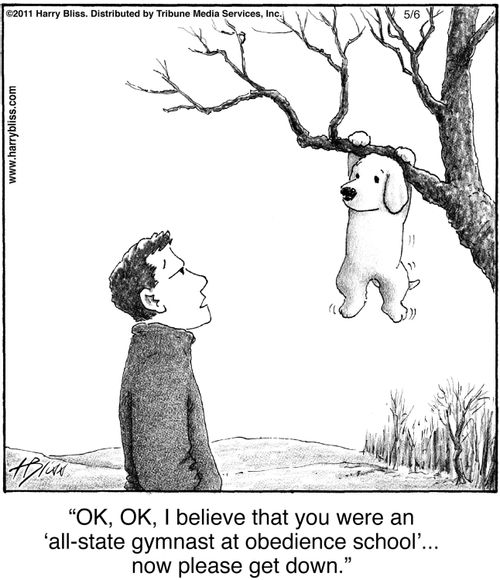 "OK, OK, I believe that you were an ‘all-state gymnast at obedience school’... now please get down."