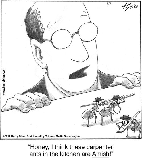 "Honey, I think these carpenter ants in the kitchen are Amish!"