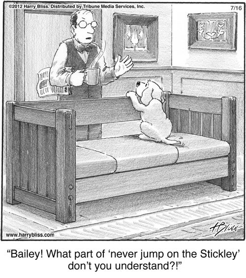 "Bailey! What part of 'never jump on the Stickley' don't you understand?!"