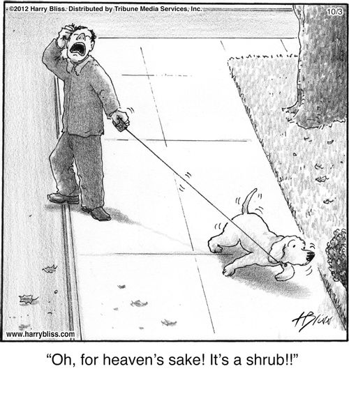 "Oh, for heaven's sake! It's a shrub!!"