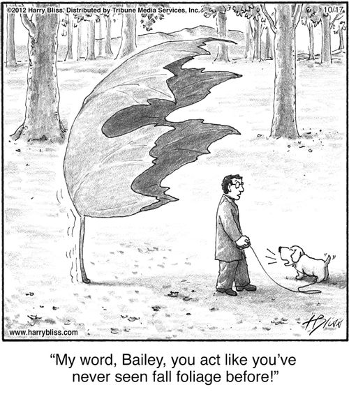 "My word, Bailey, you act like you’ve never seen fall foliage before!"