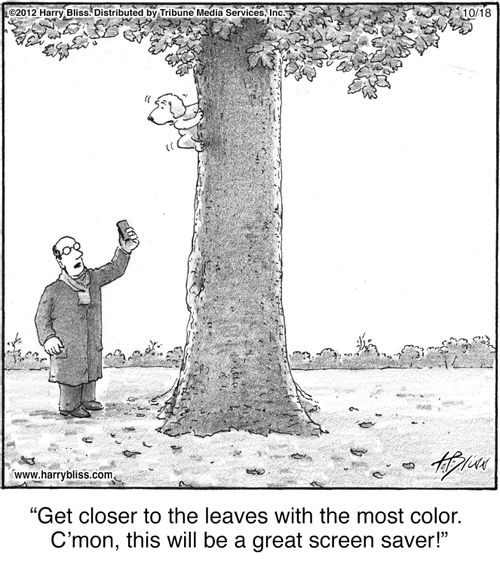 "Get closer to the leaves with the most color. C’mon, this will be a great screen saver!"