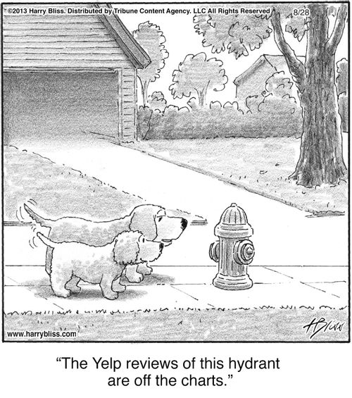 "The Yelp reviews of this hydrant are off the charts."