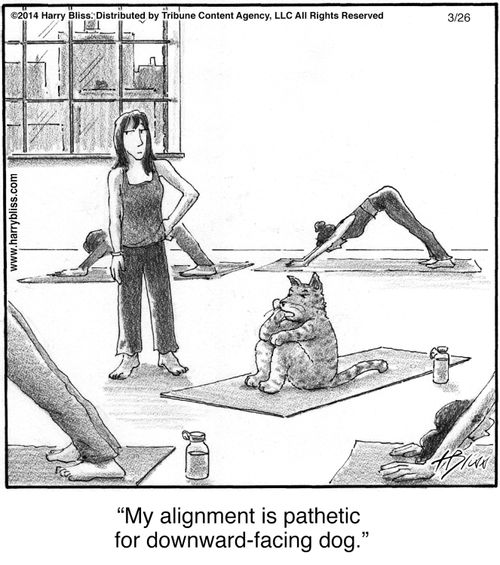 "My alignment is pathetic for downward-facing dog."